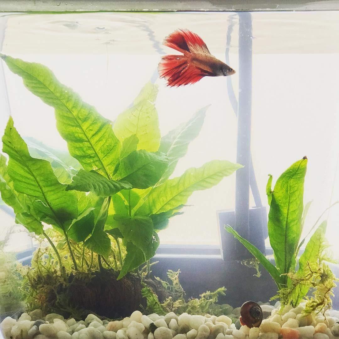Back to the Roots Indoor Aquaponic Garden - 3 Gallon Self-Cleaning Fish Tank customer photo 1