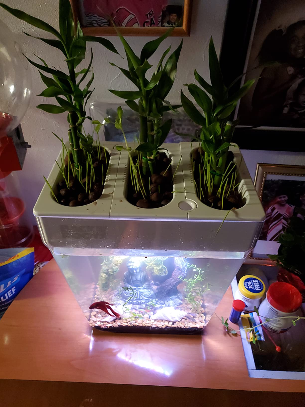 Back to the Roots Indoor Aquaponic Garden - 3 Gallon Self-Cleaning Fish Tank customer photo 2