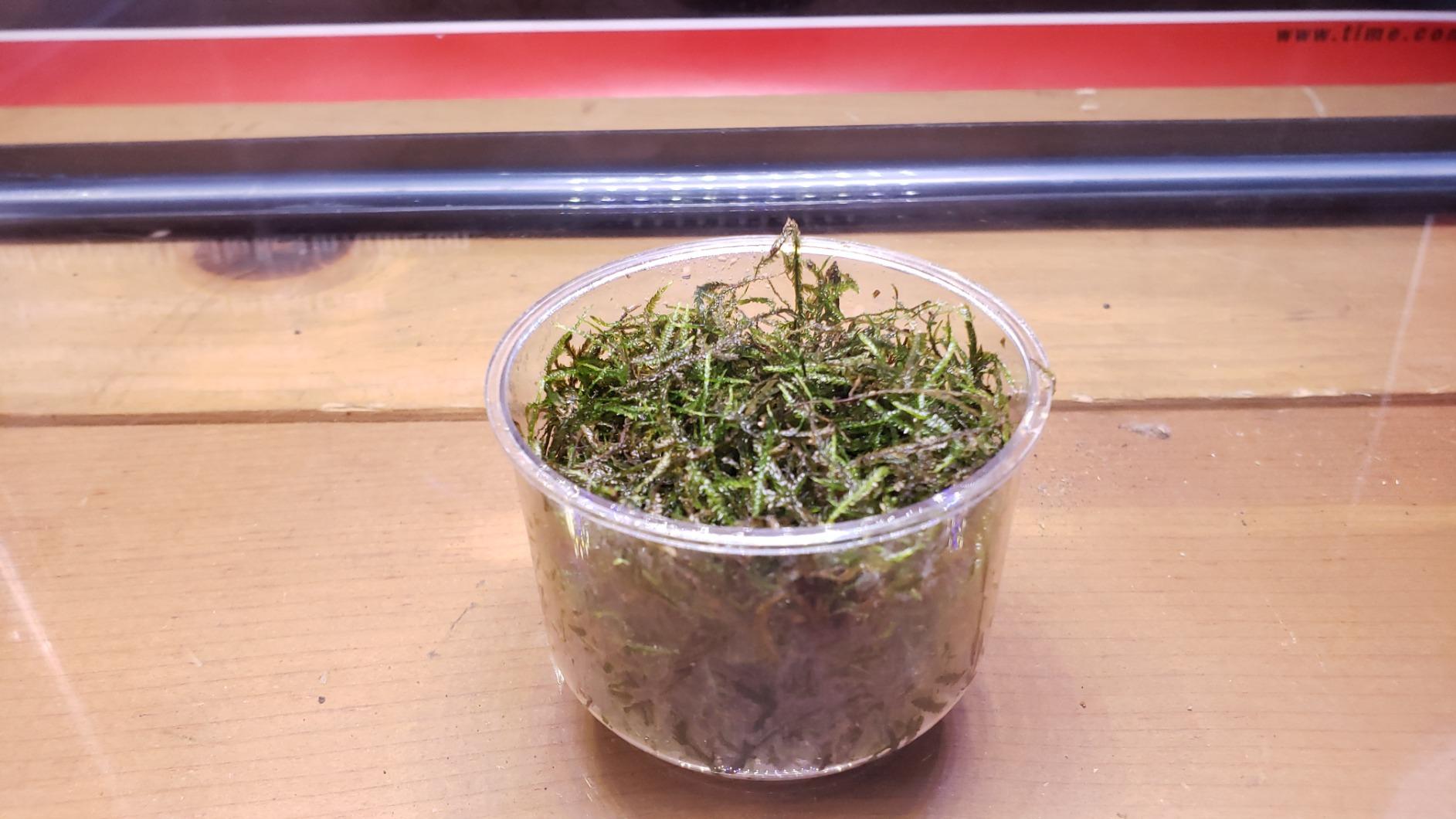 Greenpro Java Moss Live Freshwater Aquarium Plants Easy Ready to Grow customer photo 2