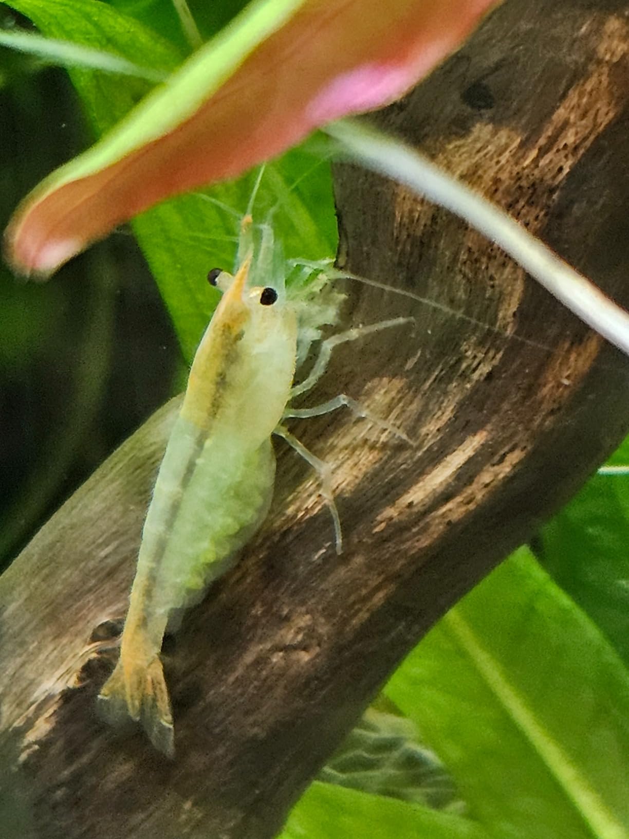 Salty Shrimp Bee Shrimp Mineral GH+ 110g customer photo 1