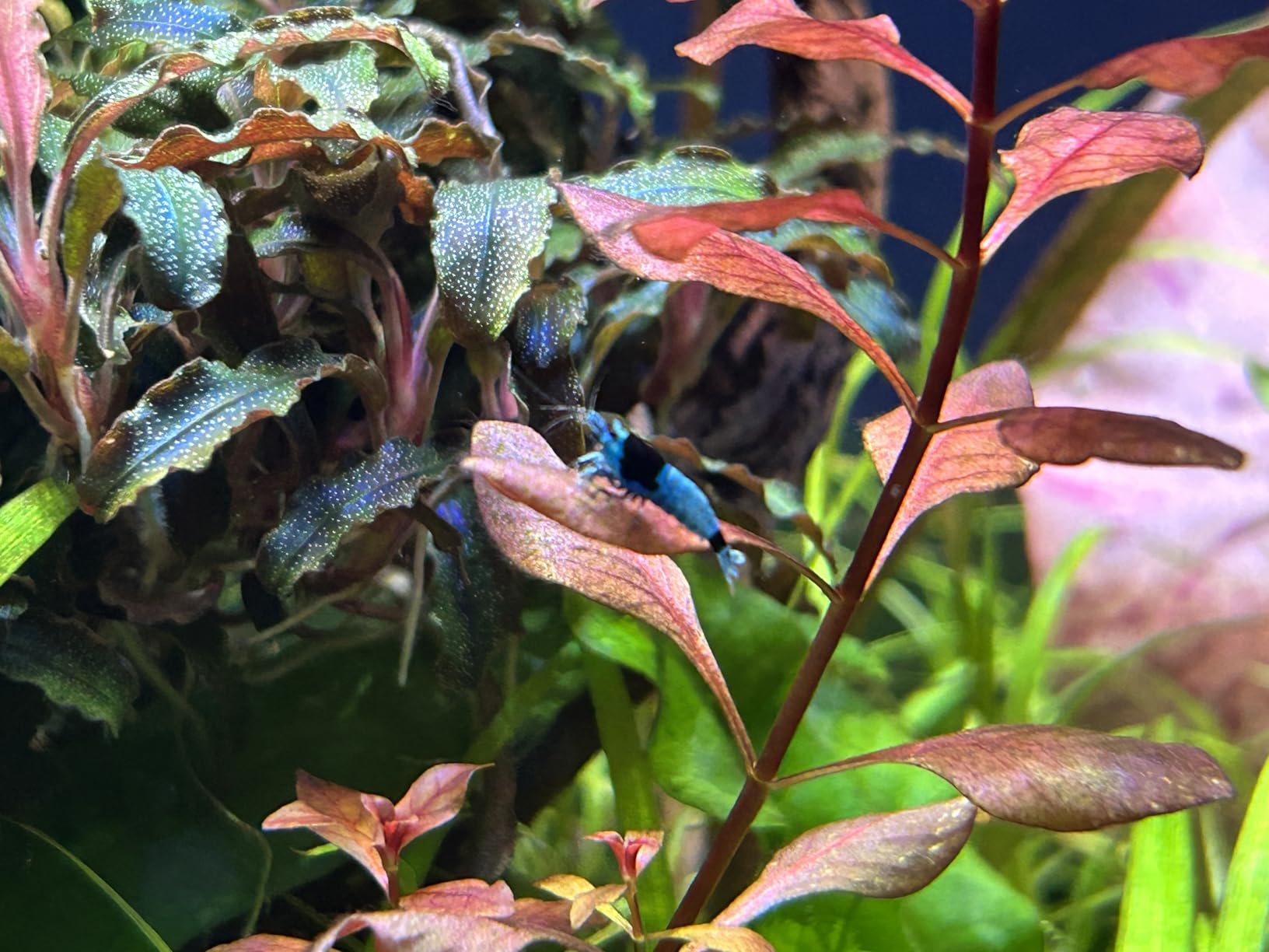 Salty Shrimp Bee Shrimp Mineral GH+ 110g customer photo 2