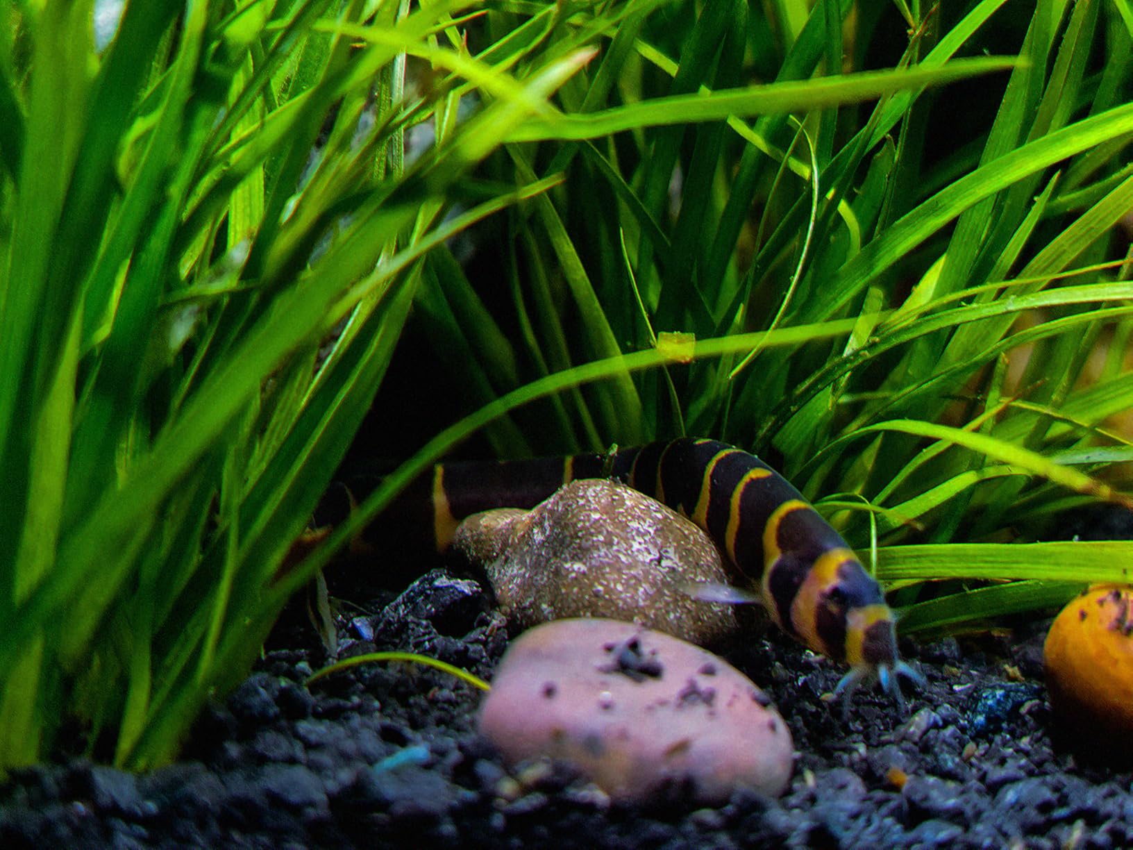 Fluval Bug Bites Tropical Fish Food, Small Granules for Small to Medium Sized Fish, 1.6 oz customer photo 1