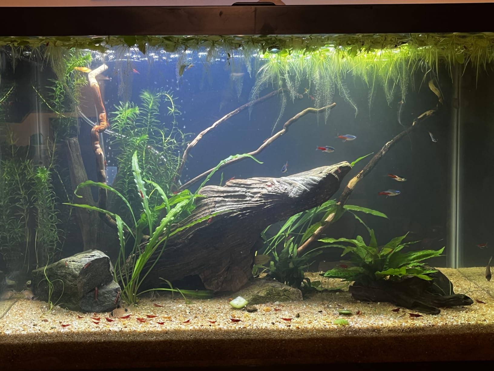 Fluval Bug Bites Tropical Fish Food, Small Granules for Small to Medium Sized Fish, 1.6 oz customer photo 2