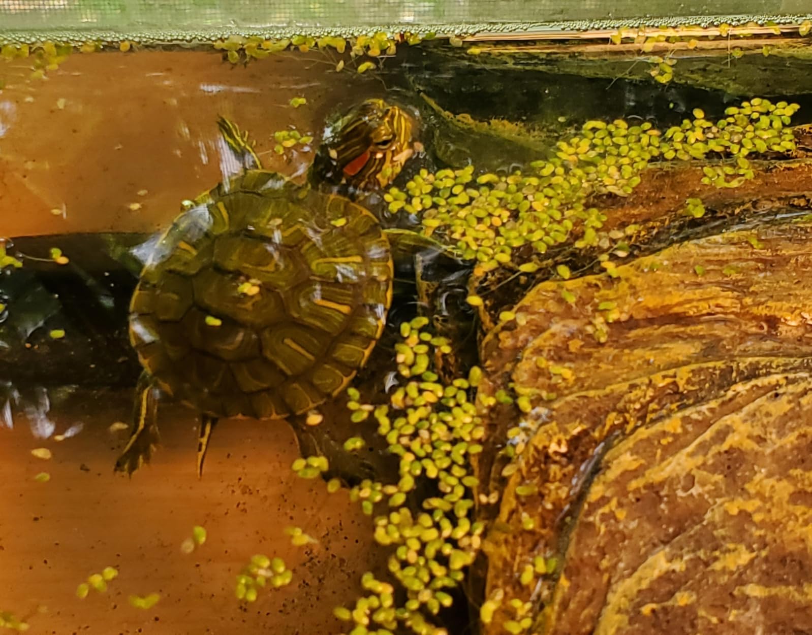 Duckweed (Lemna Minor) - 100/200/500 Live Plants (500) by Aqua Habit customer photo 1