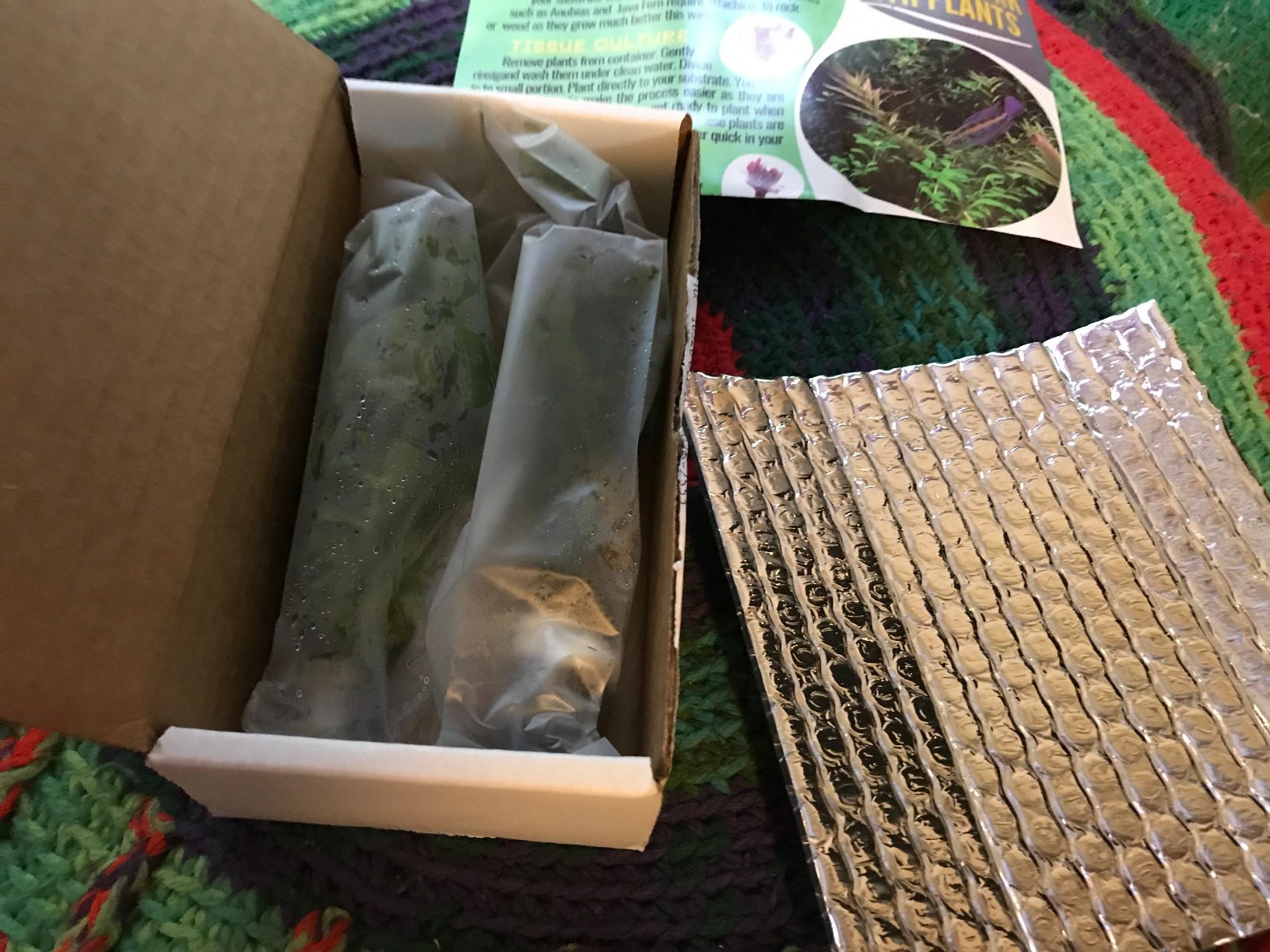 Bacopa Caroliniana Live Aquarium Plants Stems Bundle Freshwater Tropical Flowering Plant Decorations by Mainam customer photo 1
