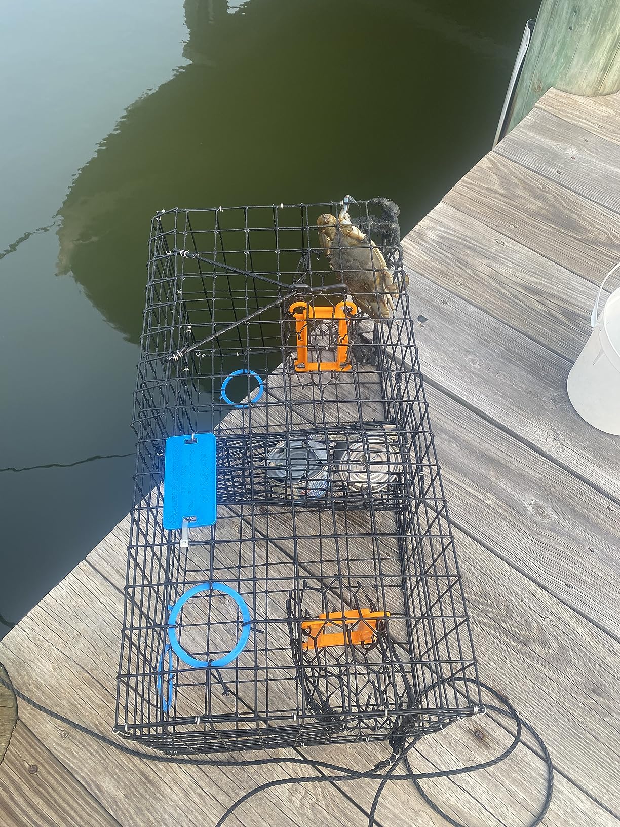 Maryland Blue Crab Pot Trap, PVC Coated Wire mesh, Heavy Duty, Two T.E.D. (Turtle Excluder Device), Two Escape Rings, Float, Rope, Ready for use. Come with Crab & Lobster Measure Gauge. Made in USA customer photo 2