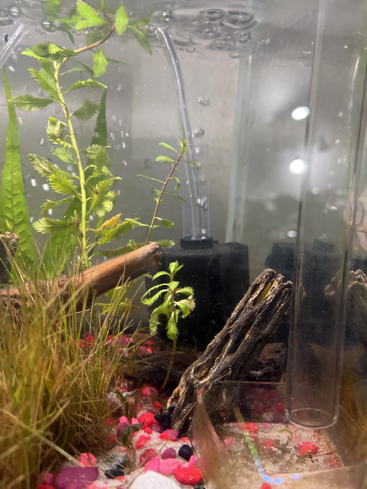 AQUANEAT 3 Pack Aquarium Bio Sponge Filter customer photo 2