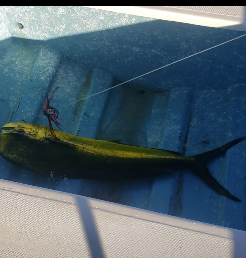 Kmucutie Set of 6 pcs 9 inch / 7 inch / 6.5 inch trolling Lure Marlin Tuna Dolphin Shark Big Game deep sea Fishing Lures Included Mesh Bag customer photo 2