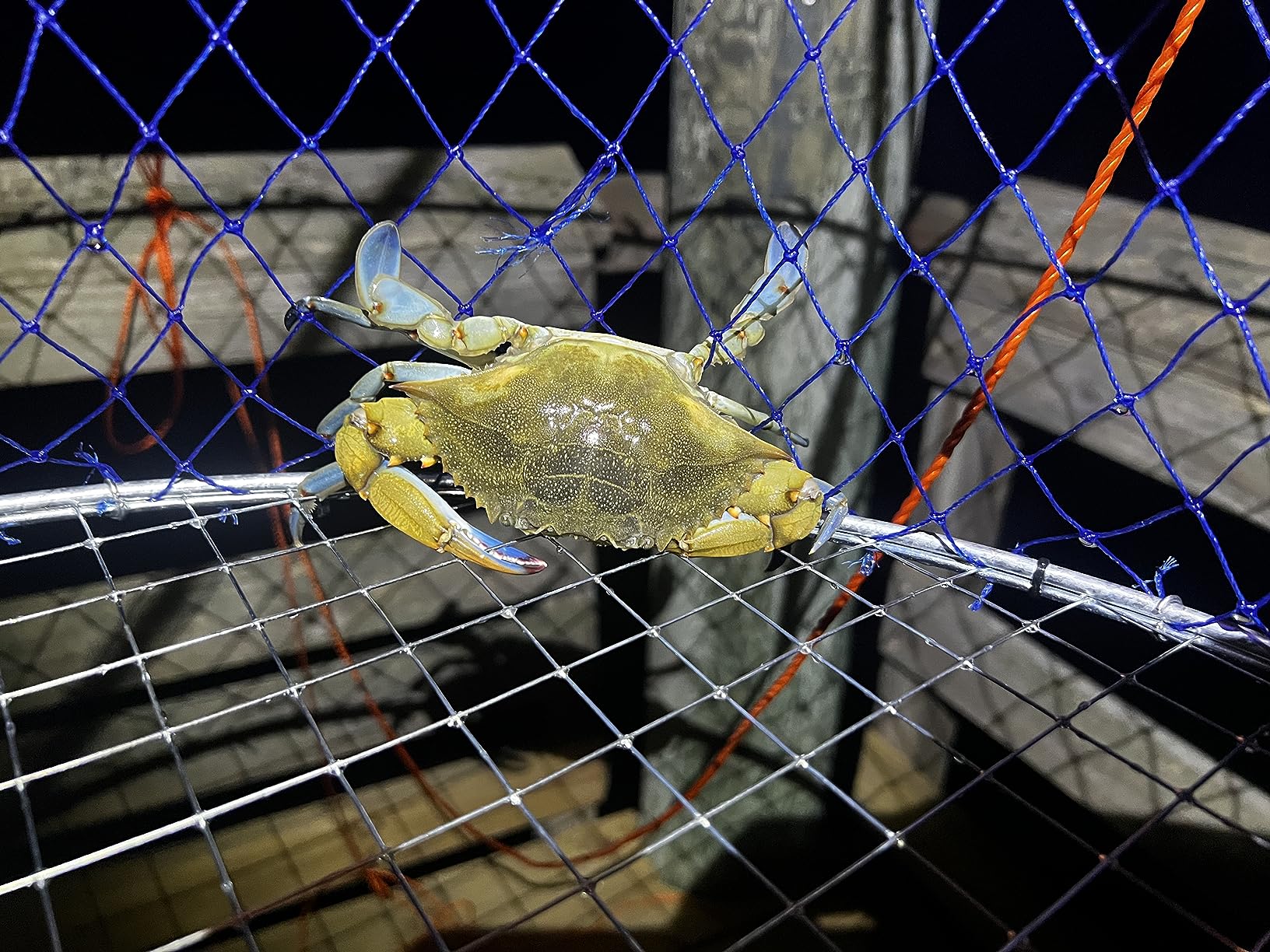 Palmyth Wire Grid Bottom Crab Nets Two Ring Crab Kit with Harness and Bait Clip 24