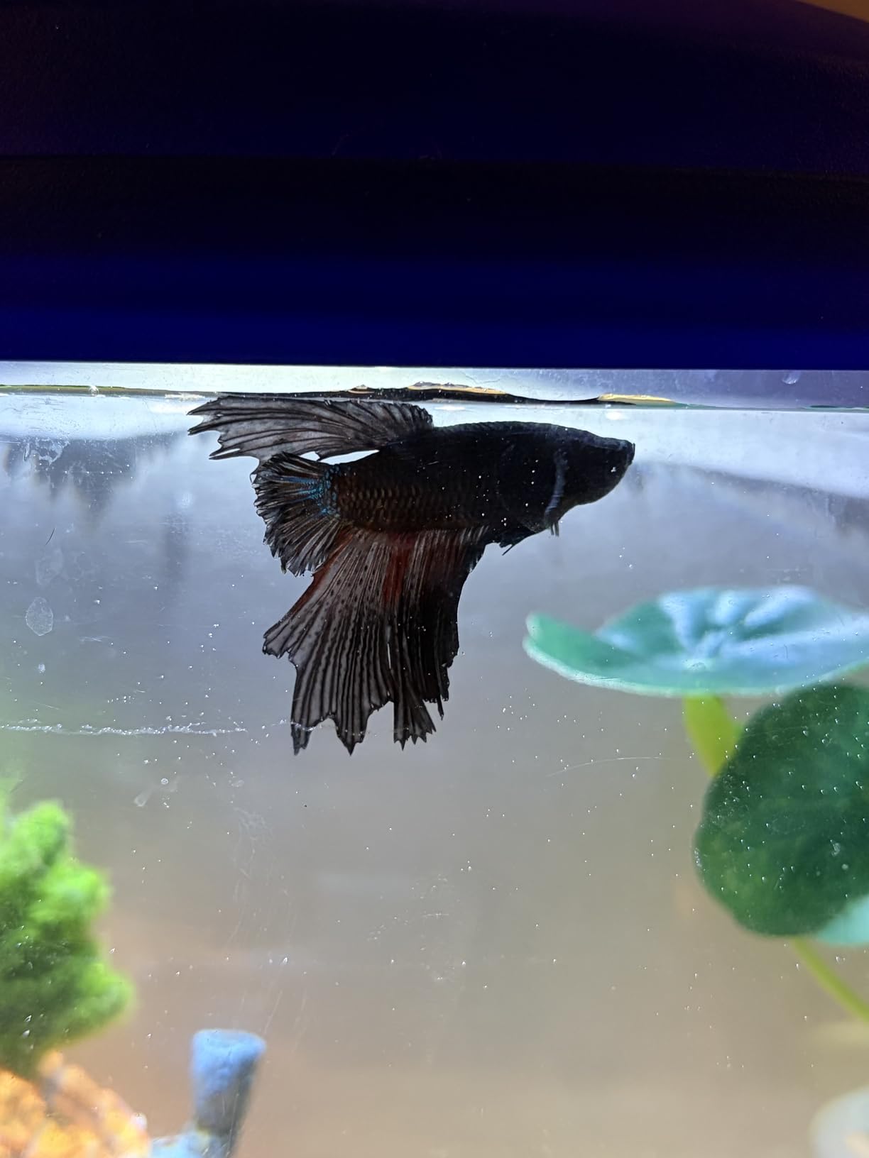 Fluval Bug Bites Betta Fish Food, Granules for Small to Medium Sized Fish, 1.05 Oz. customer photo 1