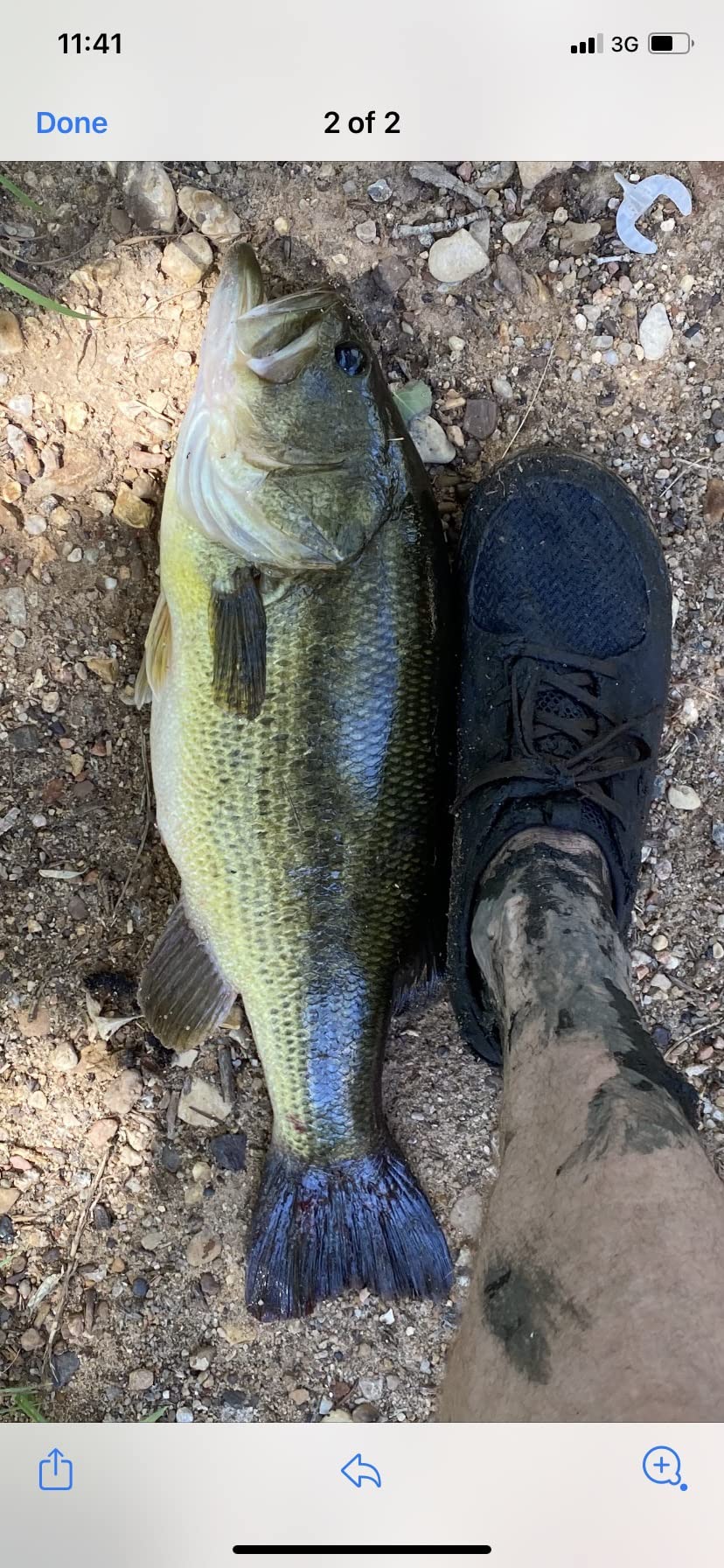 Stanley Ribbit Frog - Spring Frog, 5 Pack customer photo 1