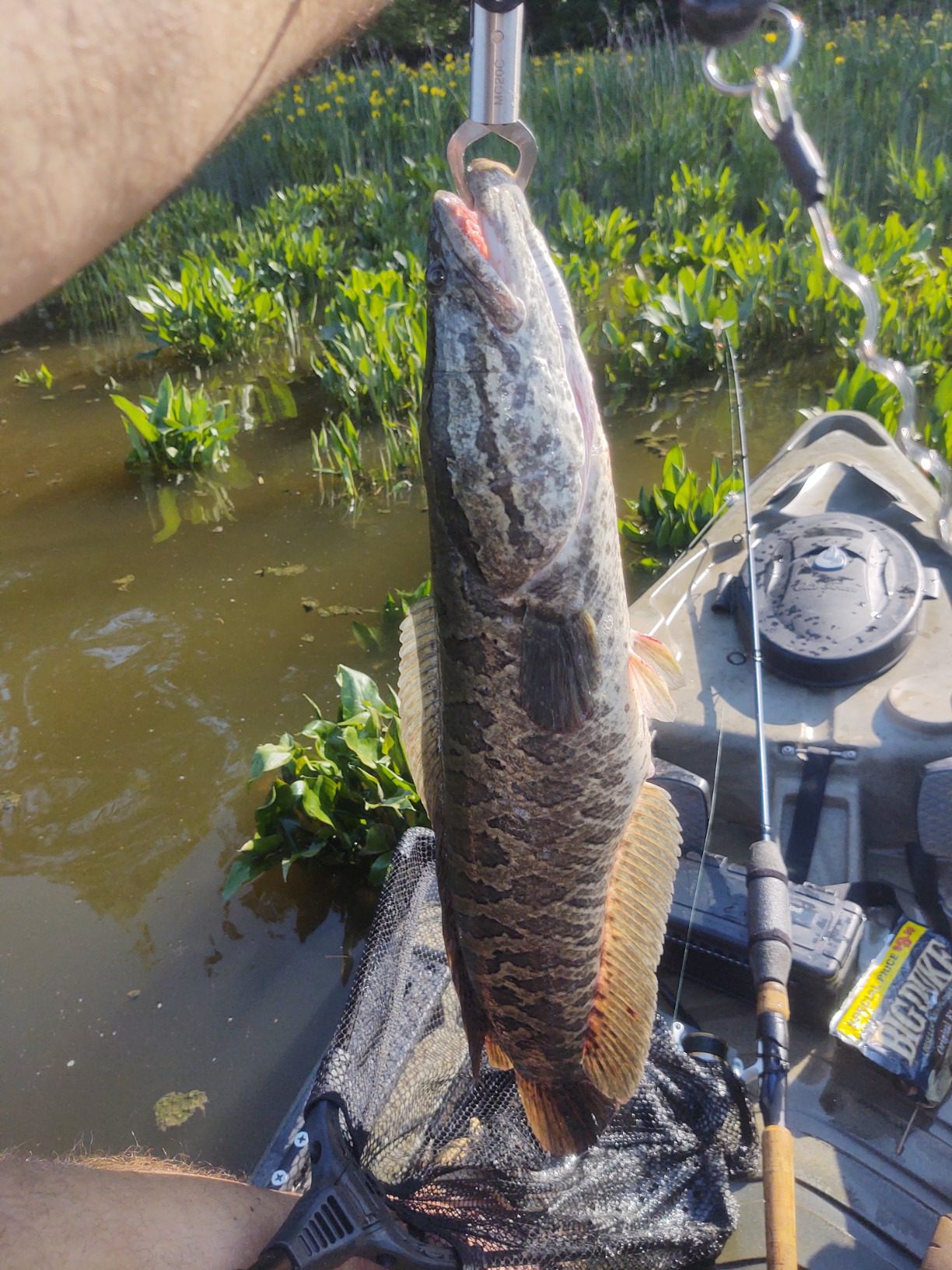 Stanley Ribbit Frog - Spring Frog, 5 Pack customer photo 2