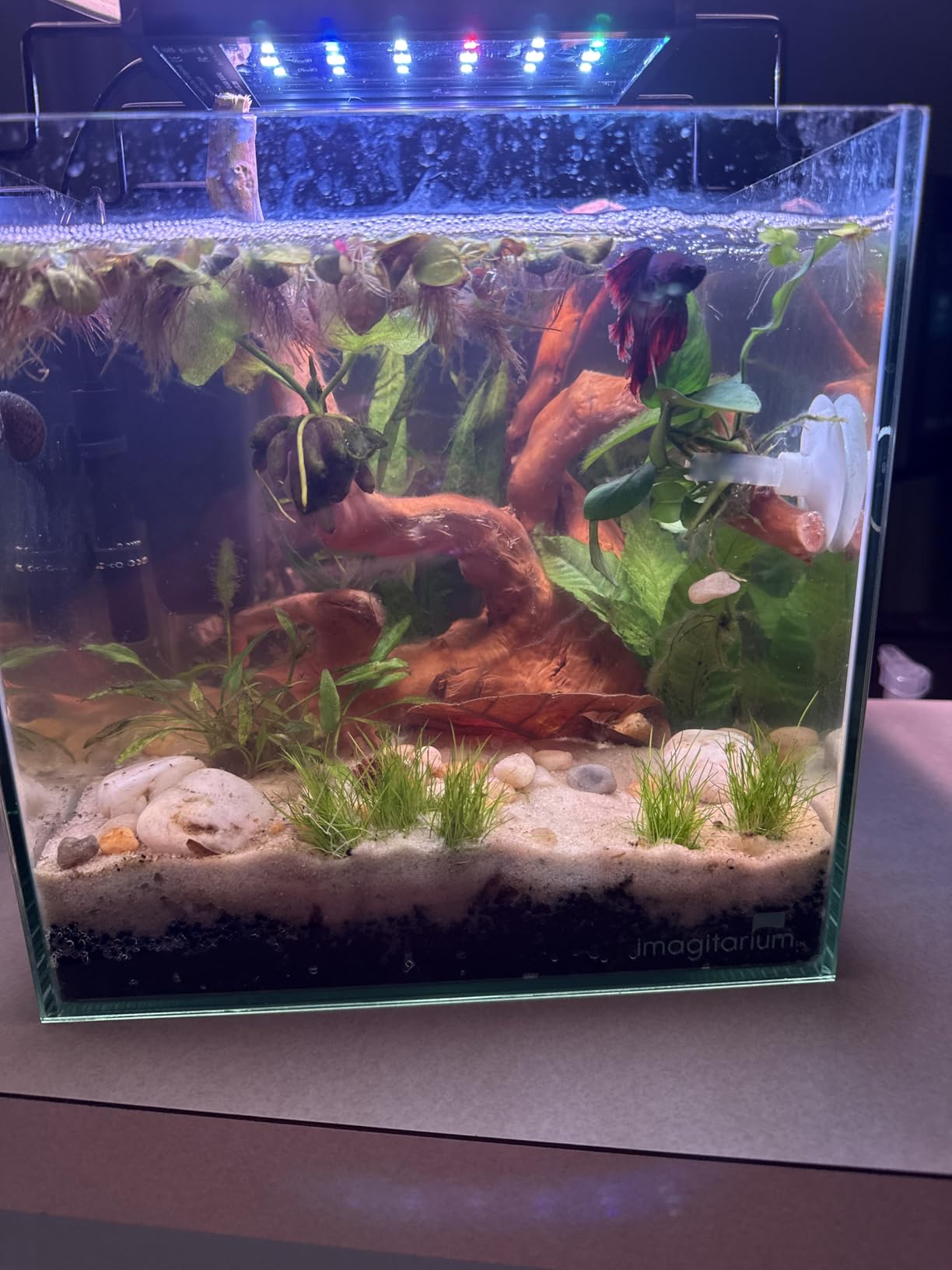 Ultum Nature Systems Cryptocoryne Parva Tissue Culture Live Plant for Aquarium, Freshwater Fish Tank, Aquascaping - 100% Snail Free in Vitro customer photo 2