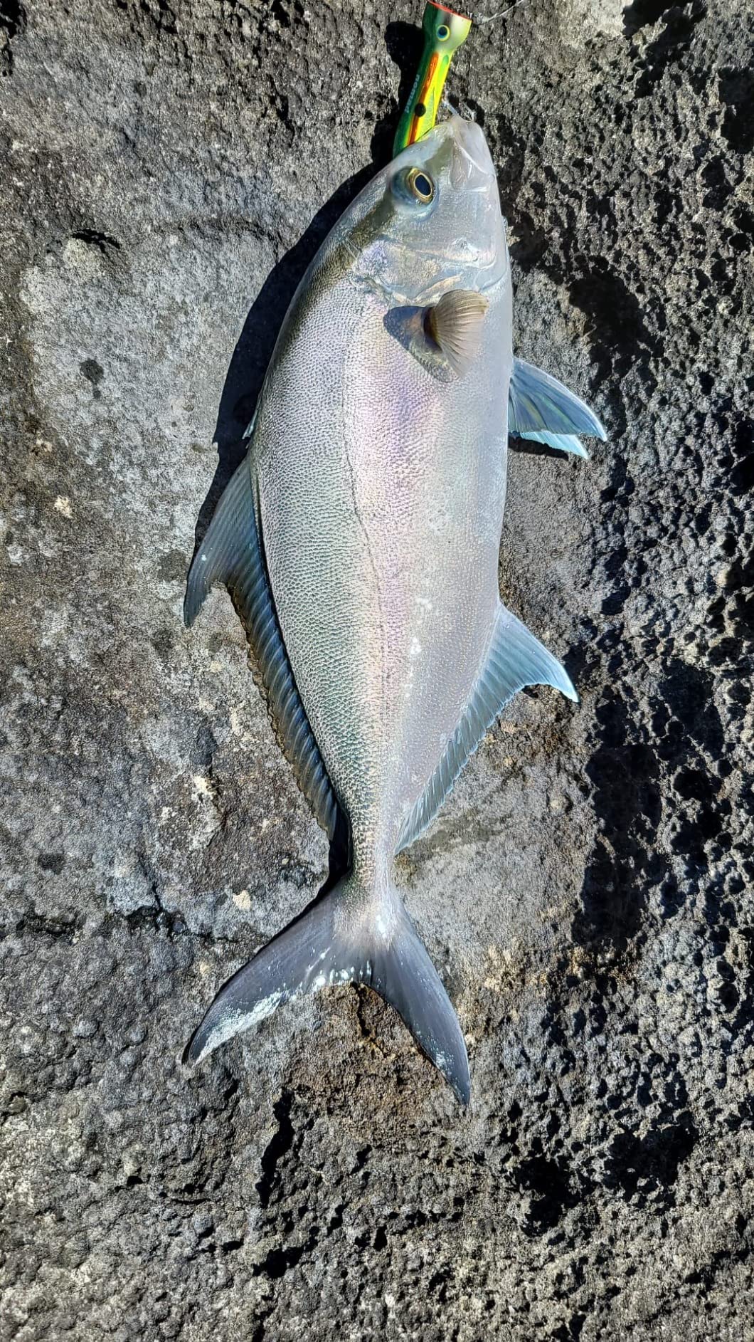 Nomad Design Chug Norris Topwater Popper Lure Collection - Floating Offshore Saltwater Surface Fishing Plug - Durable HD Body for Big Game - Realistic Splash & Erratic Action customer photo 2