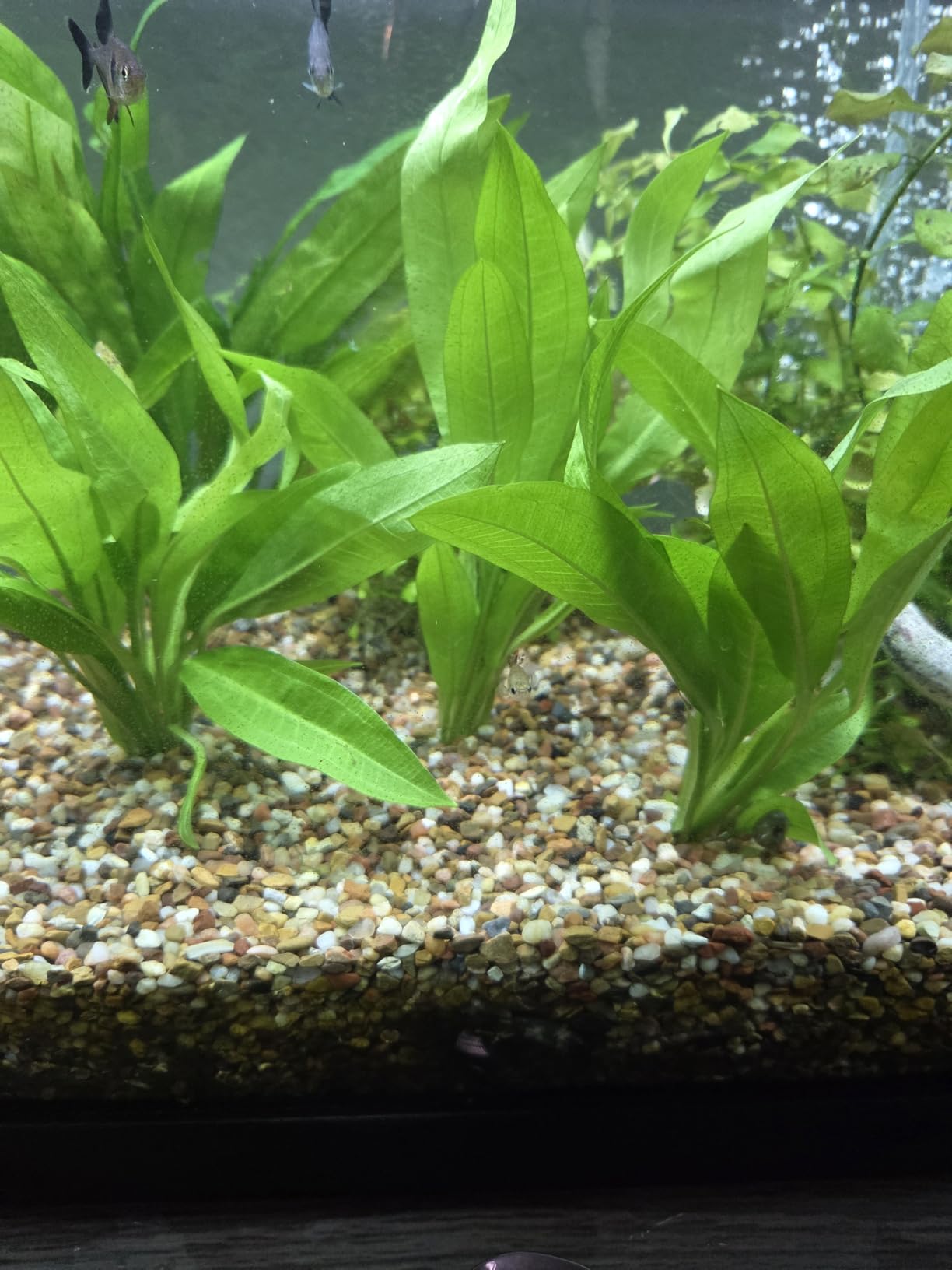 Amazon Sword Bundle Medium Easy Background Live Aquarium Plant Decorations BUY2GET1FREE customer photo 1