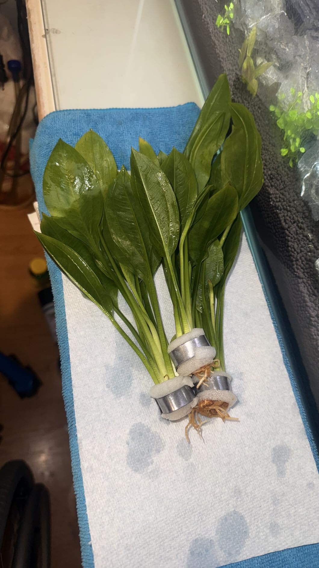 Amazon Sword Bundle Medium Easy Background Live Aquarium Plant Decorations BUY2GET1FREE customer photo 2