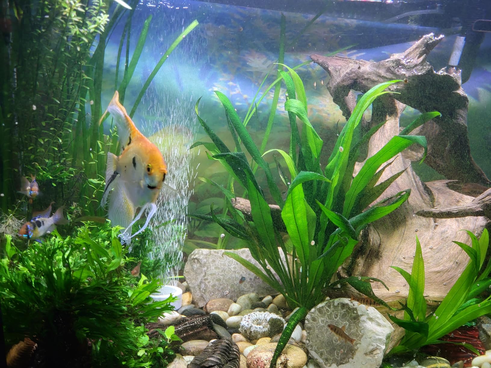 Fluval 307 Perfomance Canister Filter - for Aquariums Up to 70 Gallons customer photo 1