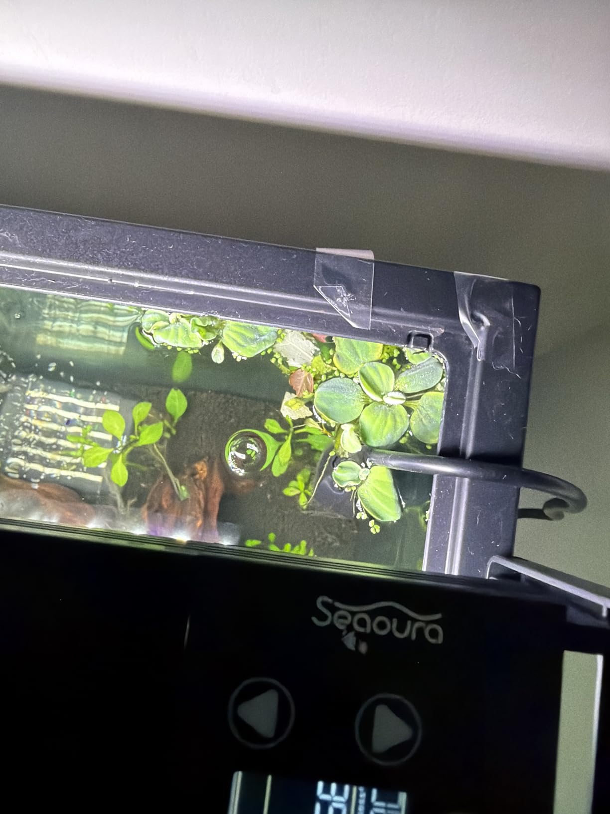 12 Dwarf Water Lettuce, Pistia stratiotes, Live Aquarium/Floating/Aquatic Plant customer photo 1