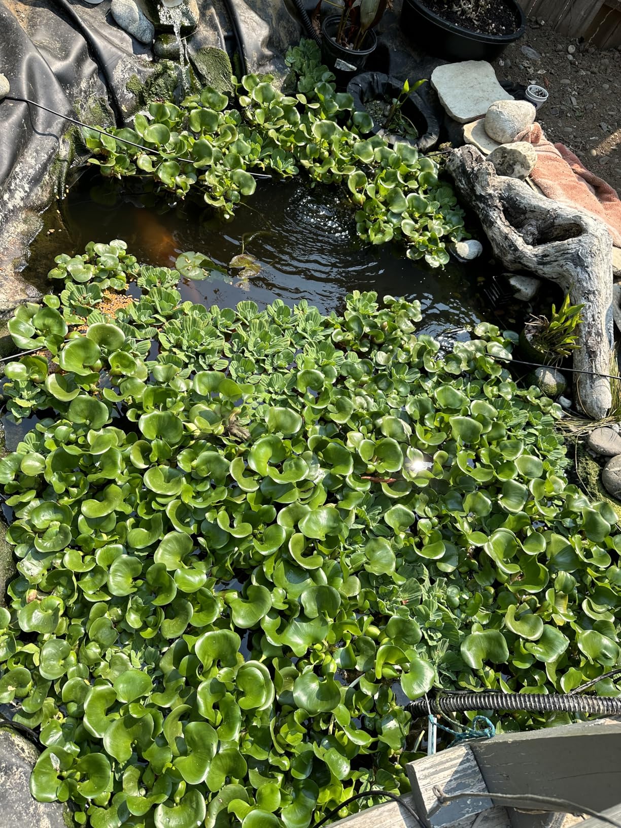 3 Water Hyacinth (Eichhornia crassipes) - Floating Live Pond Plants by AquaLeaf Aquatics customer photo 1