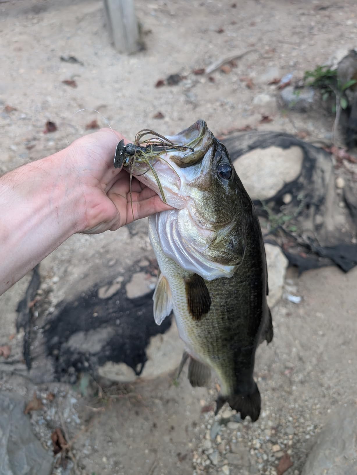 Strike King Thunder Cricket Vibrating Swim Jig customer photo 1