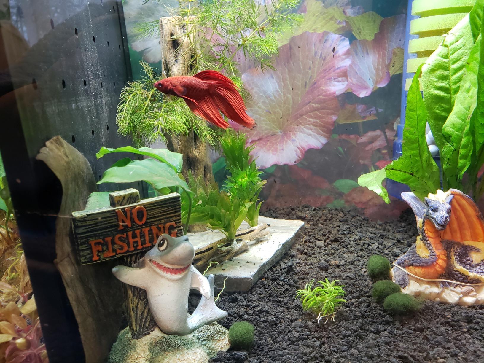 Pogostemon Erectus Nano Mini Tissue Culture Freshwater Live Aquarium Plants Decoration customer photo 1