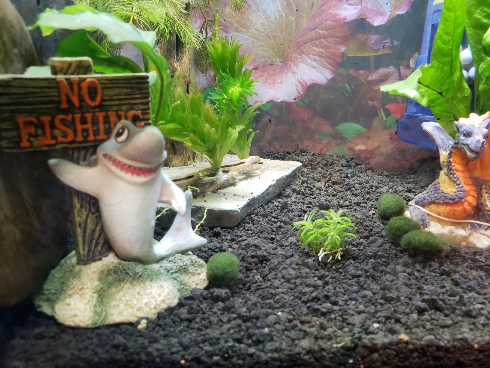 Pogostemon Erectus Nano Mini Tissue Culture Freshwater Live Aquarium Plants Decoration customer photo 2