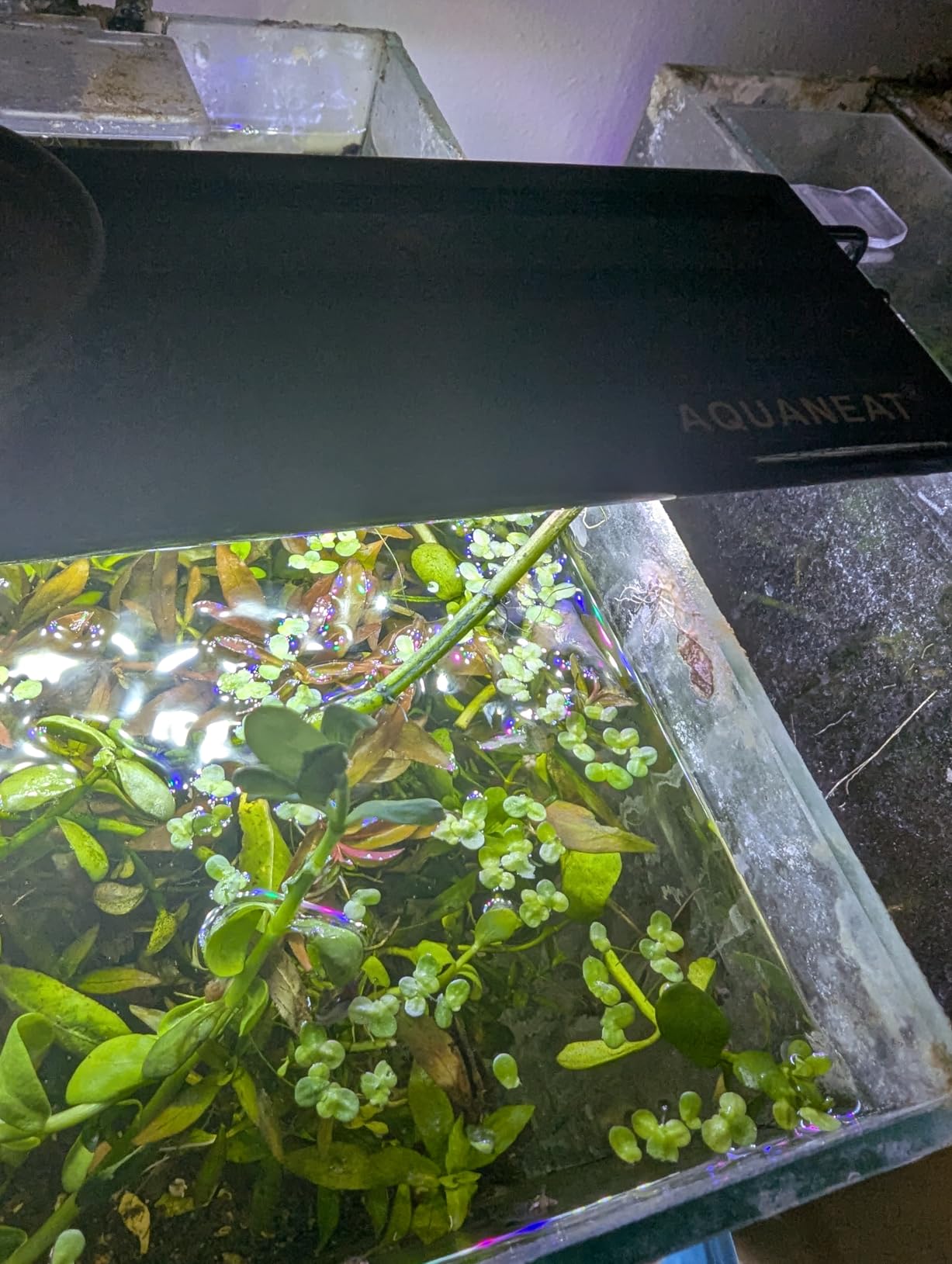 AQUANEAT LED Aquarium Light Full Spectrum for 18 Inch to 24 Inch Fish Tank customer photo 1