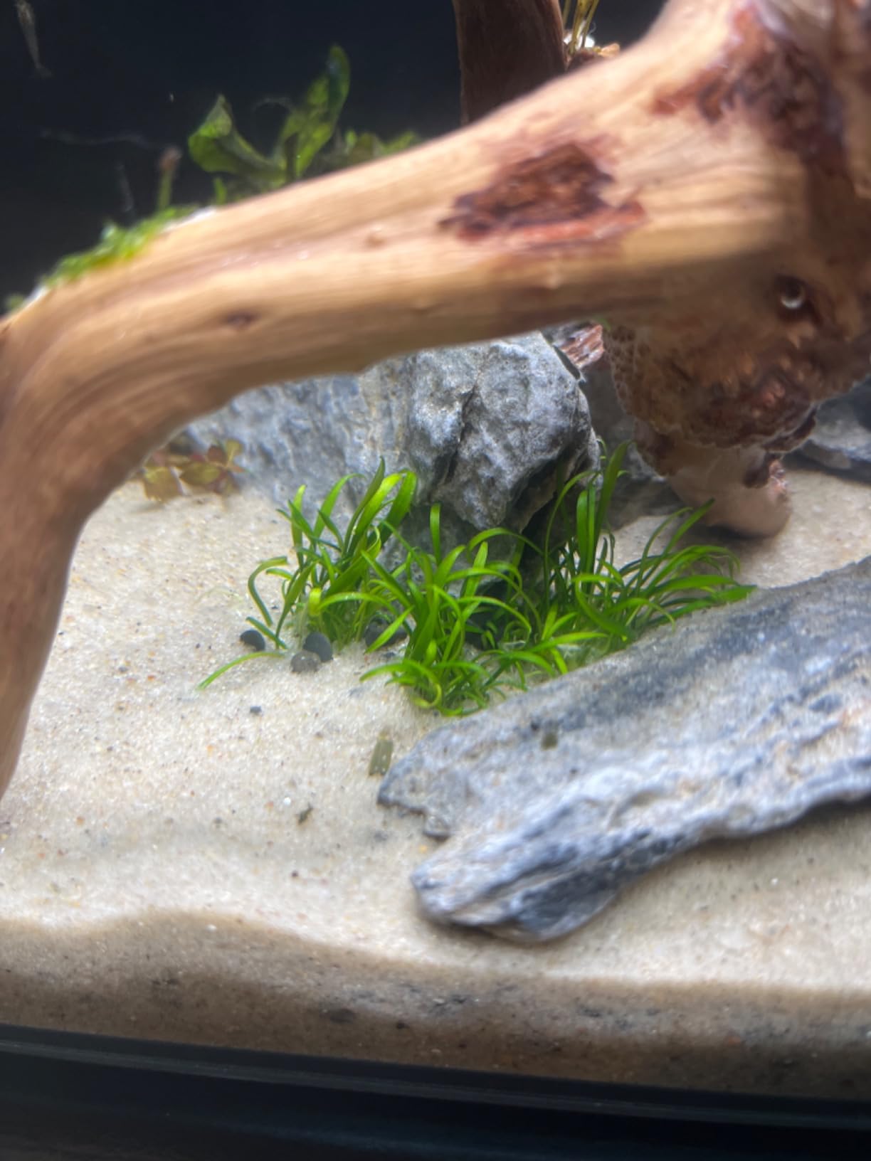 Cryptocoryne Tropica Tissue Culture Cup Freshwater Live Aquarium Plants customer photo 1