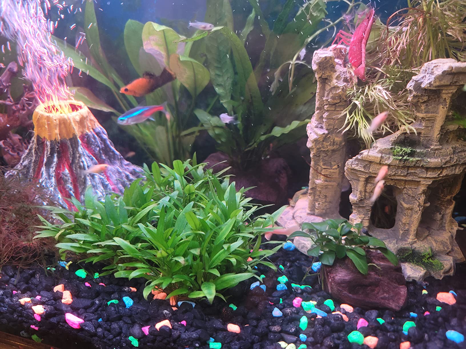 Cryptocoryne Tropica Tissue Culture Cup Freshwater Live Aquarium Plants customer photo 2