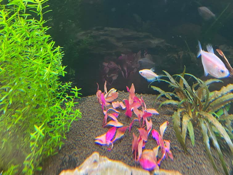 Alternanthera Reineckii VAR. Rosanervig Mini Freshwater Red Stems Live Aquarium Plant customer photo 1
