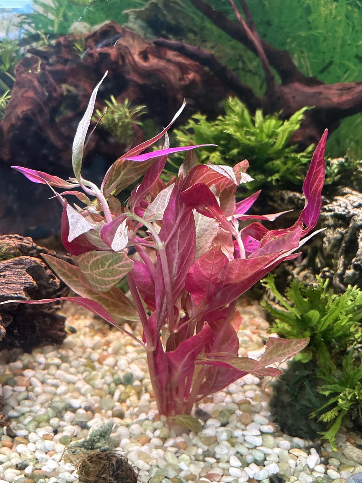 Alternanthera Reineckii VAR. Rosanervig Mini Freshwater Red Stems Live Aquarium Plant customer photo 2