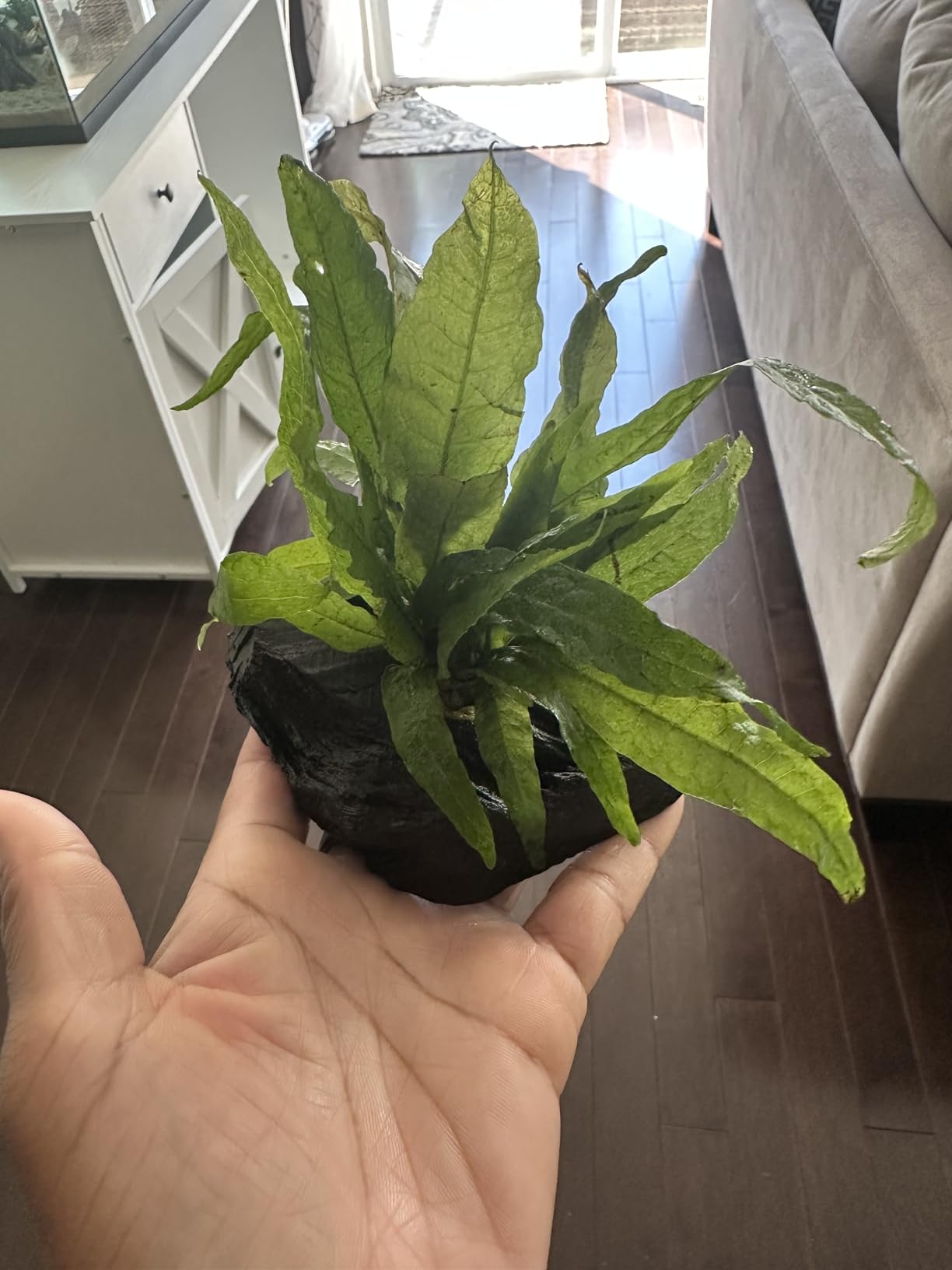 Java Fern Planted on Driftwood Microsorum Pteropus Freshwater Easy Low Light Live Aquarium Plant Decorations 3 Days Guarantee by Mainam customer photo 2