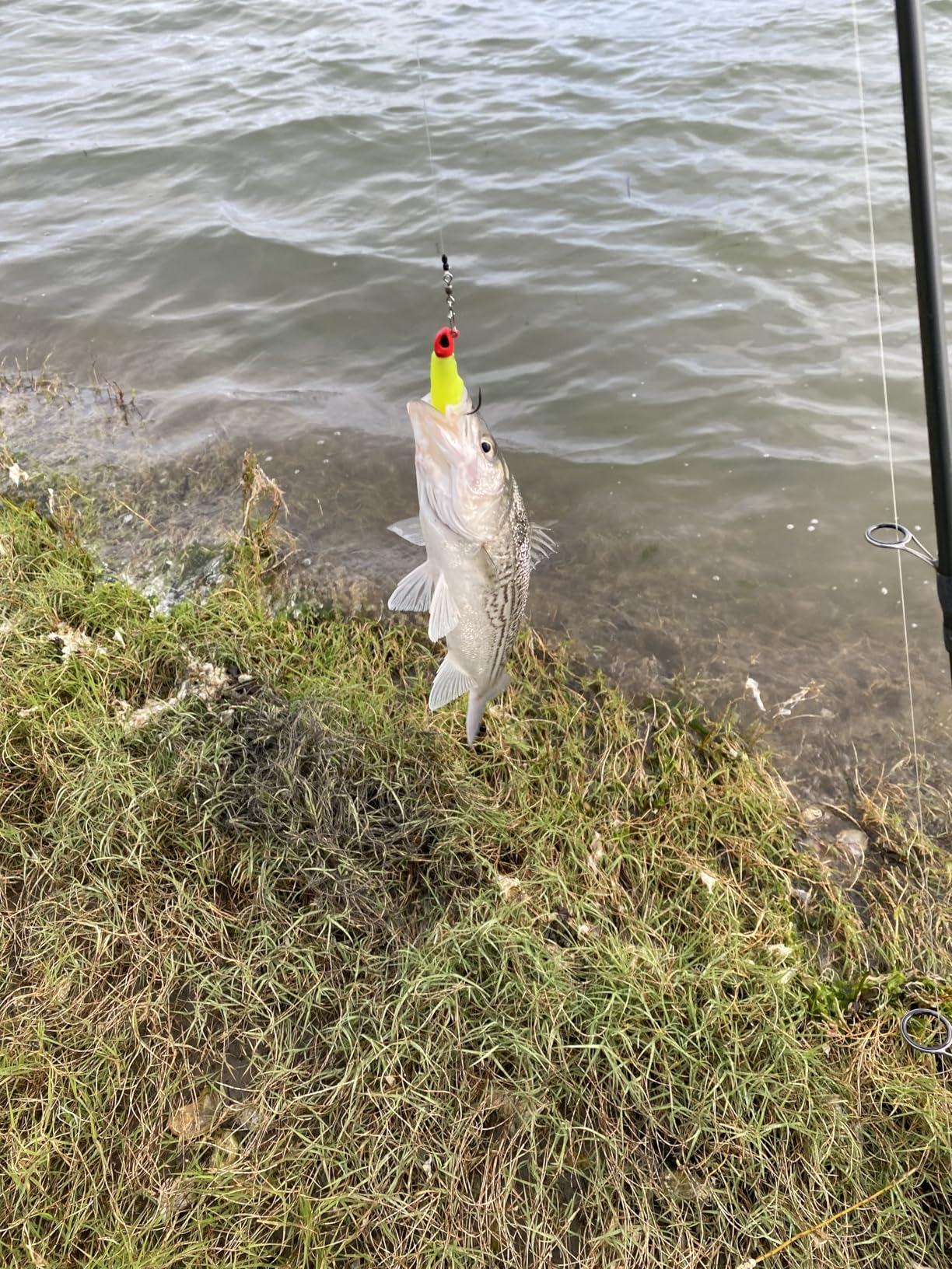 Z Man MinnowZ 3 inch Soft Plastic Paddle Tail Swimbait customer photo 1