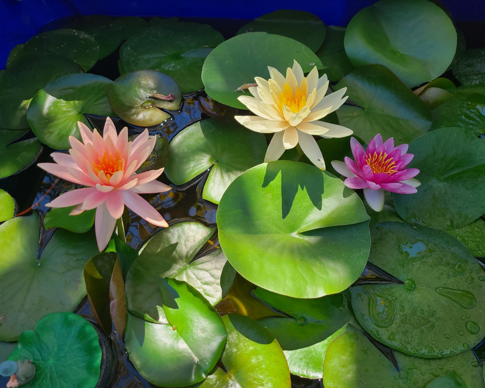 Pre-Grown Hardy Water Lily Tuber (Top 4 IWGS Award) Aquatic Pond Plant Garden Assorted Free Fertilizer Supplies customer photo 1