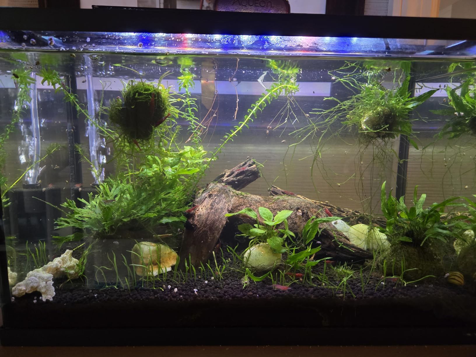 hygger 9W Full Spectrum Aquarium Light with Aluminum Alloy Shell Extendable Brackets, White Blue Red LEDs, External Controller, for Freshwater Fish Tank (12-18 inch) customer photo 1