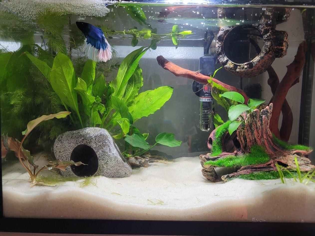 Zoo Med ZML Spider Wood 8-12IN SM customer photo 1