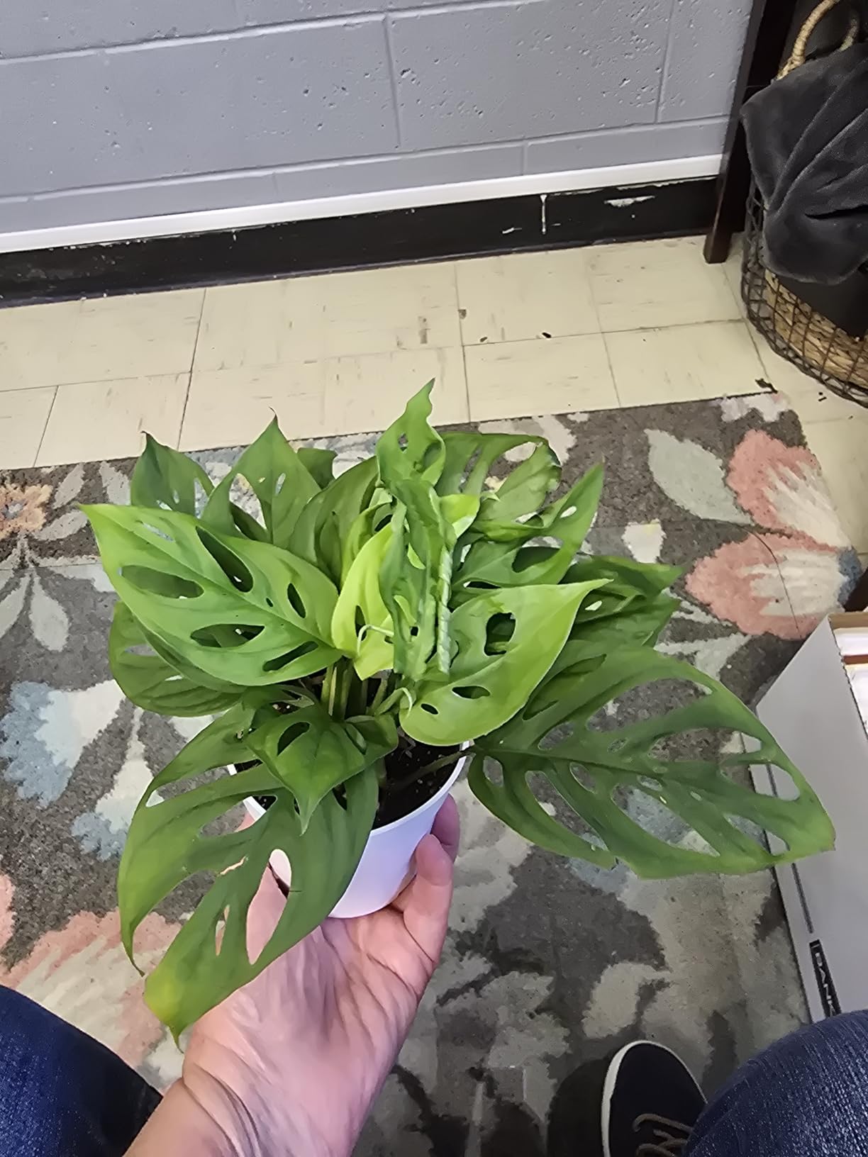 California Tropicals Monstera Adansonii Real Live Indoor Houseplants - Big Low Light Tropical Plant for Air Purifying Decorations - 4