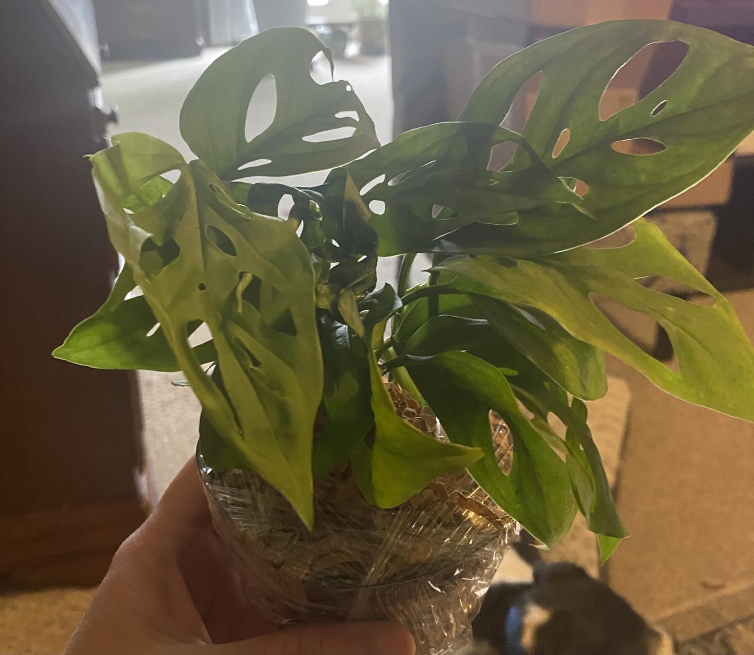 California Tropicals Monstera Adansonii Real Live Indoor Houseplants - Big Low Light Tropical Plant for Air Purifying Decorations - 4