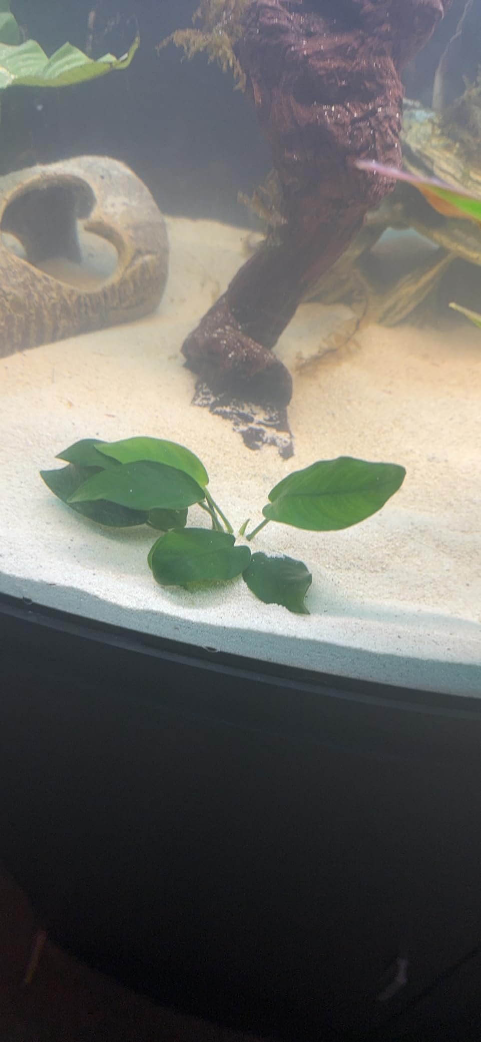Greenpro Anubias Nana Potted Live Aquarium Plant Easy 100% Snail Free Guaranteed customer photo 1