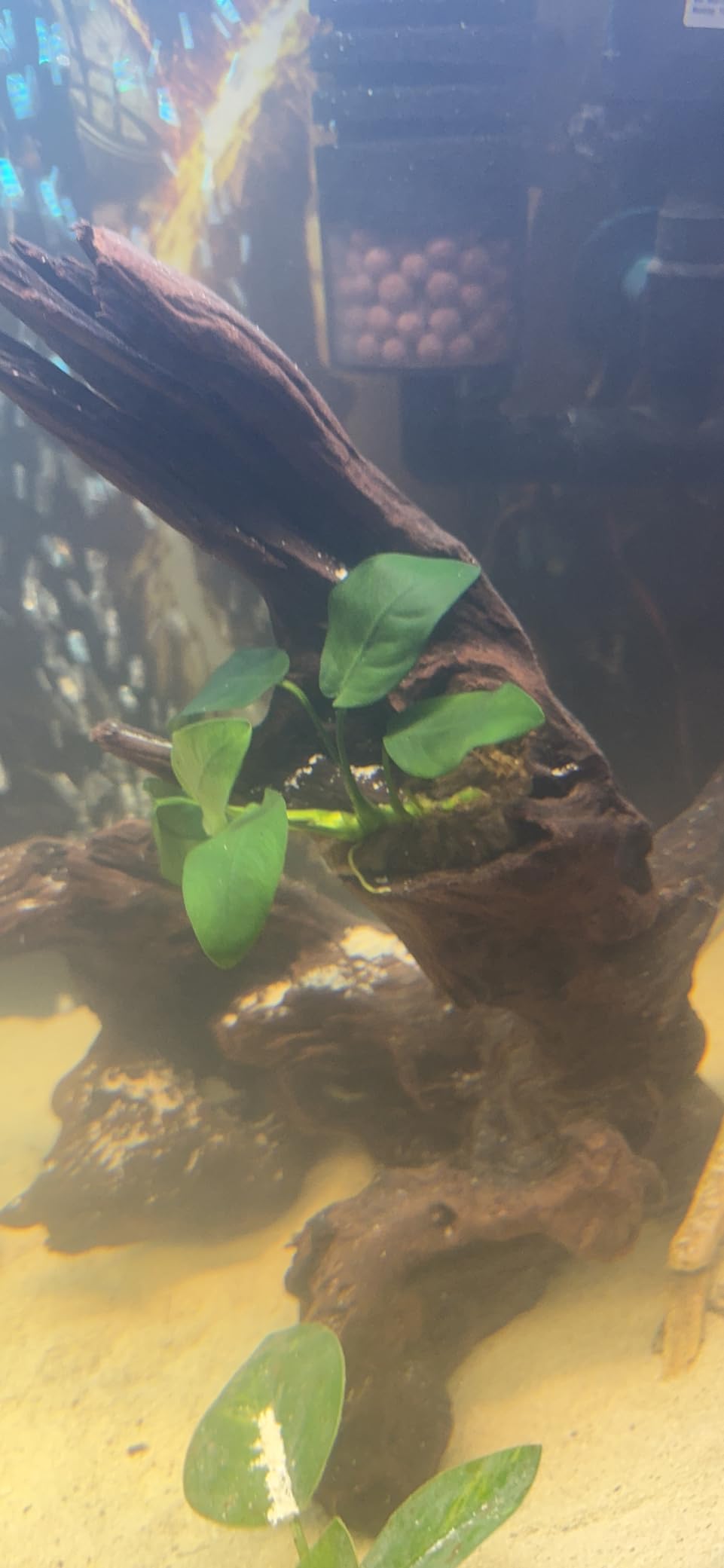 Greenpro Anubias Nana Potted Live Aquarium Plant Easy 100% Snail Free Guaranteed customer photo 2