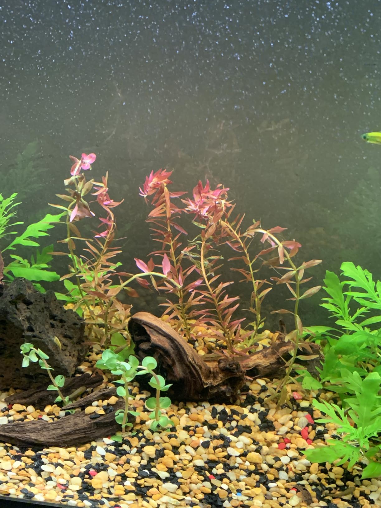 FDY 1 Bundle Live Aquarium Plants Rotala Rotundifolia Red Easy Grow - RK811 customer photo 1