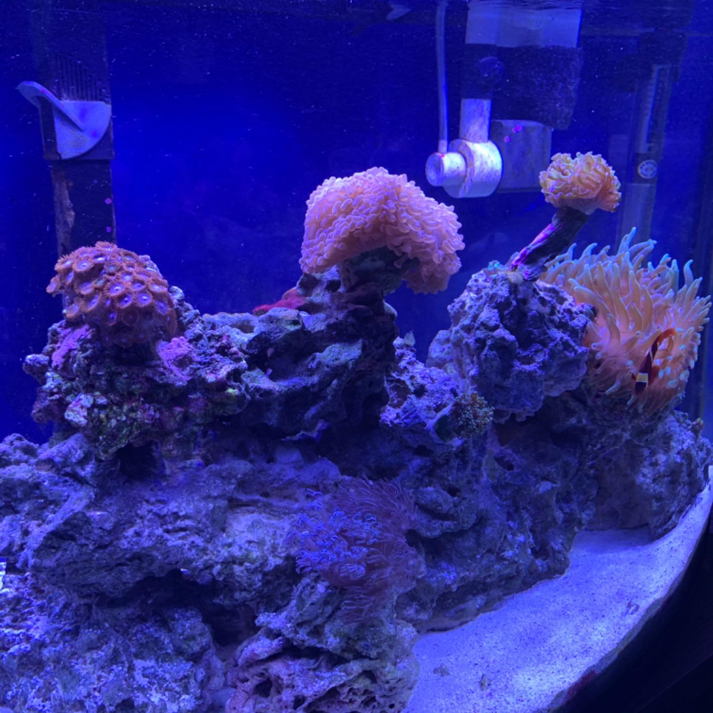 NICREW 20W Saltwater Aquarium Light, Marine LED Reef Light for Corals customer photo 2