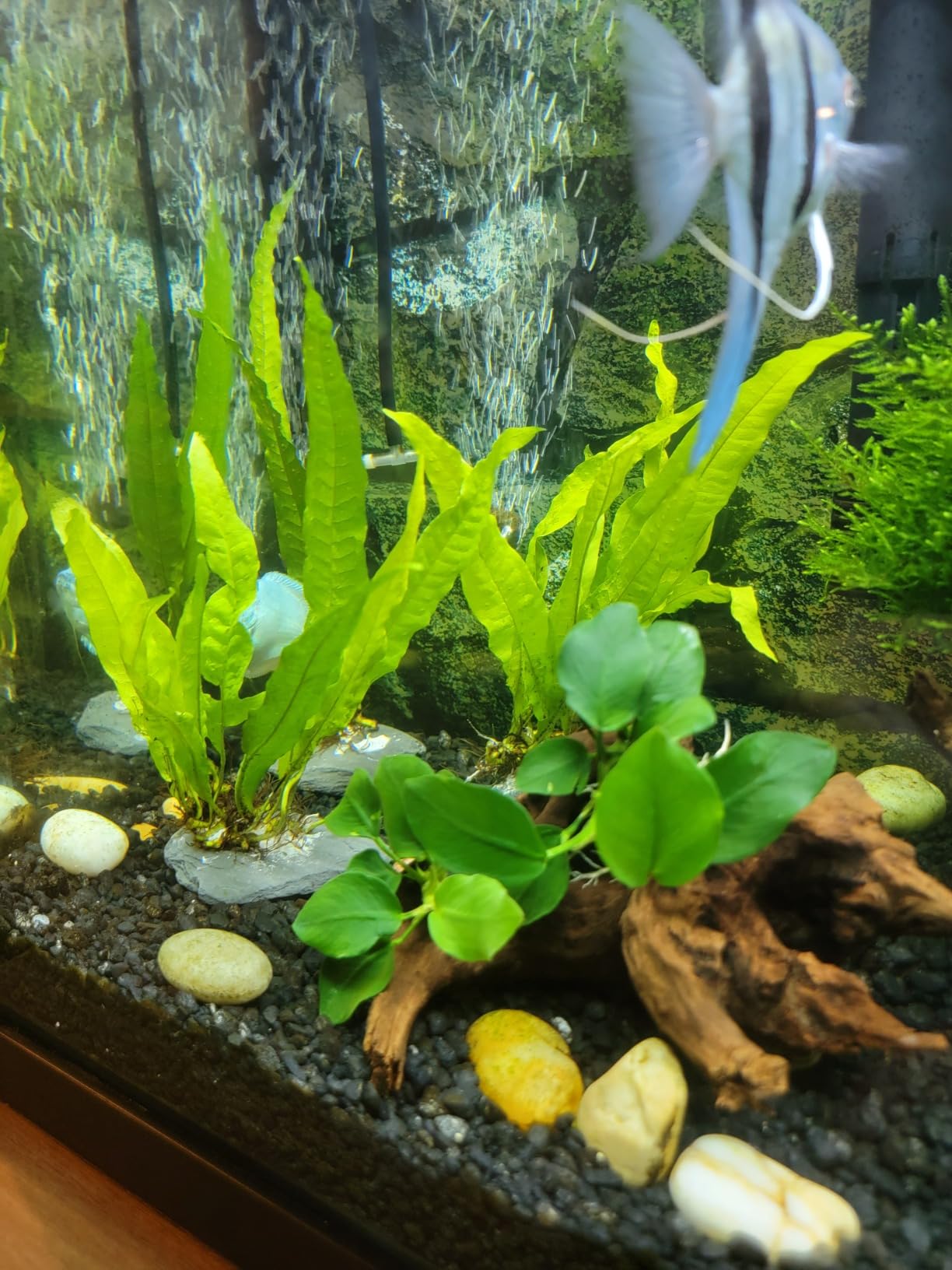 Anubias Nana Thick Leaf Rhizome Easy Live Aquarium Plant BUY2GET1FREE customer photo 1