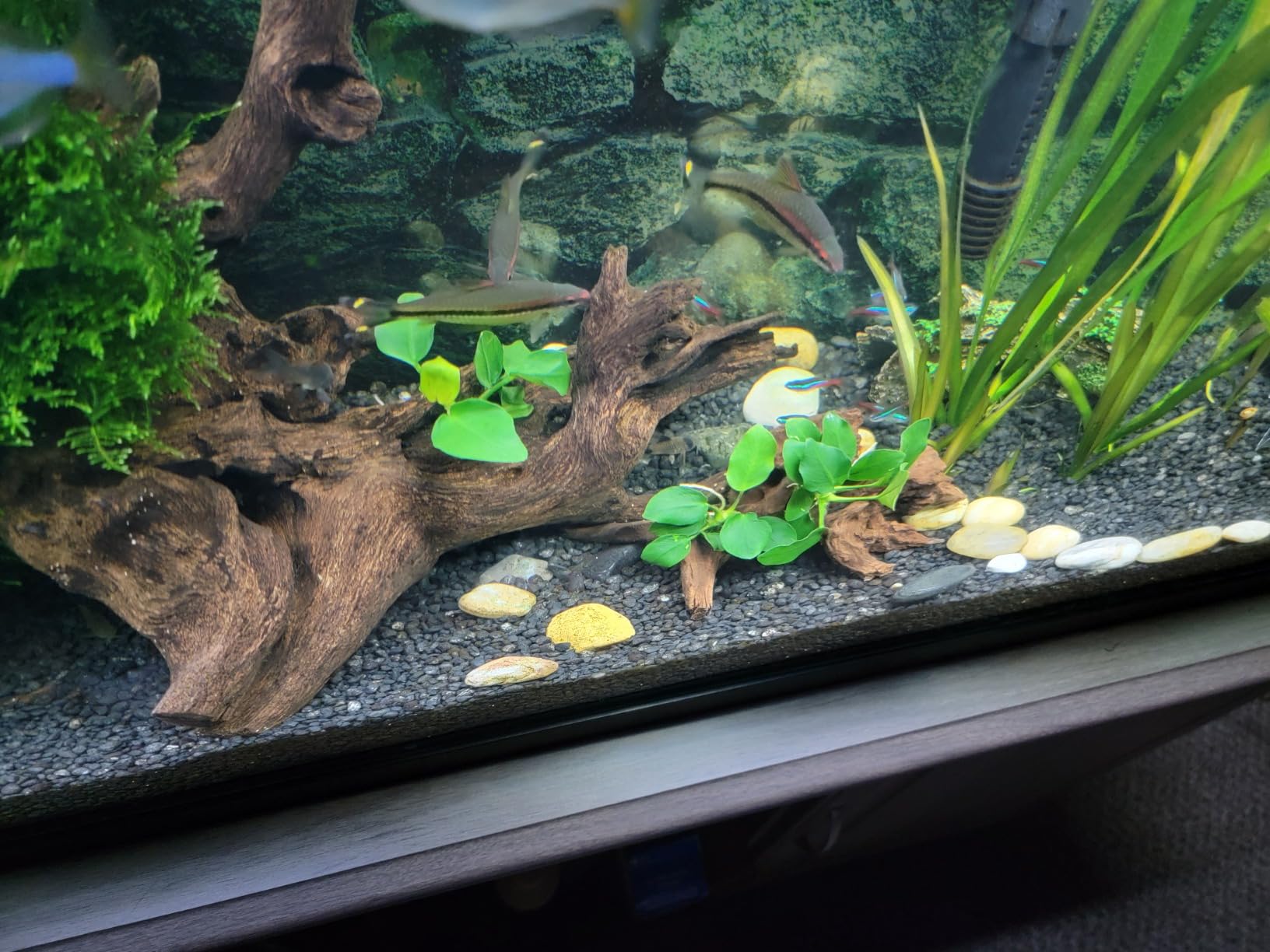 Anubias Nana Thick Leaf Rhizome Easy Live Aquarium Plant BUY2GET1FREE customer photo 2