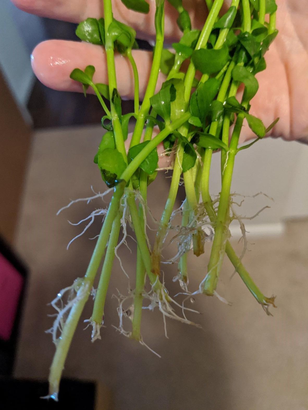 Moneywort Potted Bacopa Monnieri Stem Background Live Aquarium Plants Decoration Tropical Freshwater Fish Tank customer photo 1