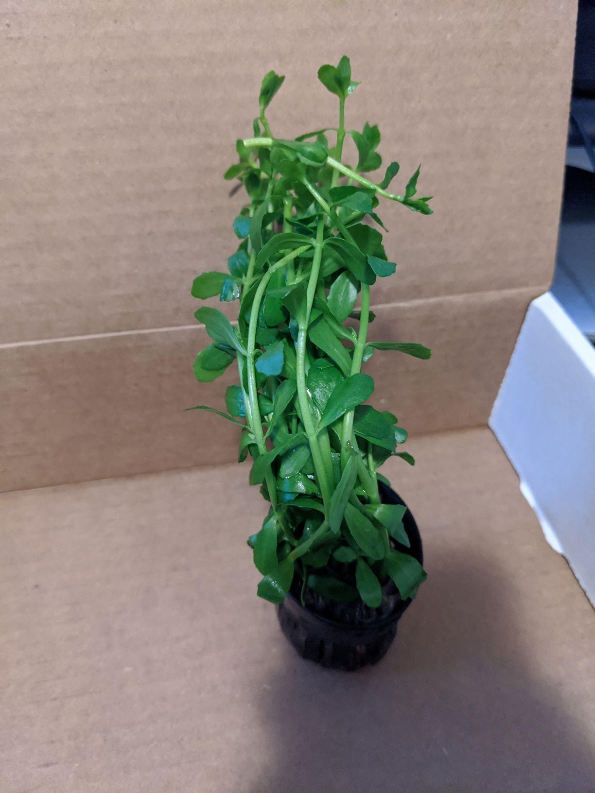 Moneywort Potted Bacopa Monnieri Stem Background Live Aquarium Plants Decoration Tropical Freshwater Fish Tank customer photo 2