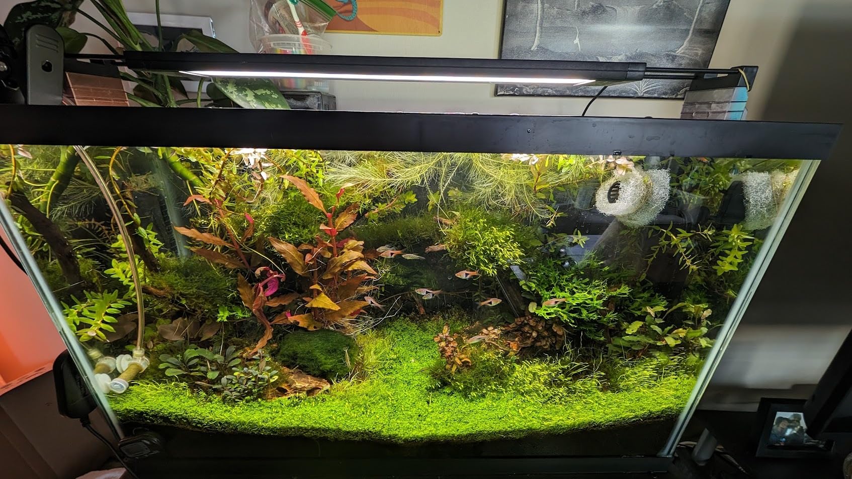 ADA Aqua Soil Amazonia Ver 2 (9L) customer photo 1
