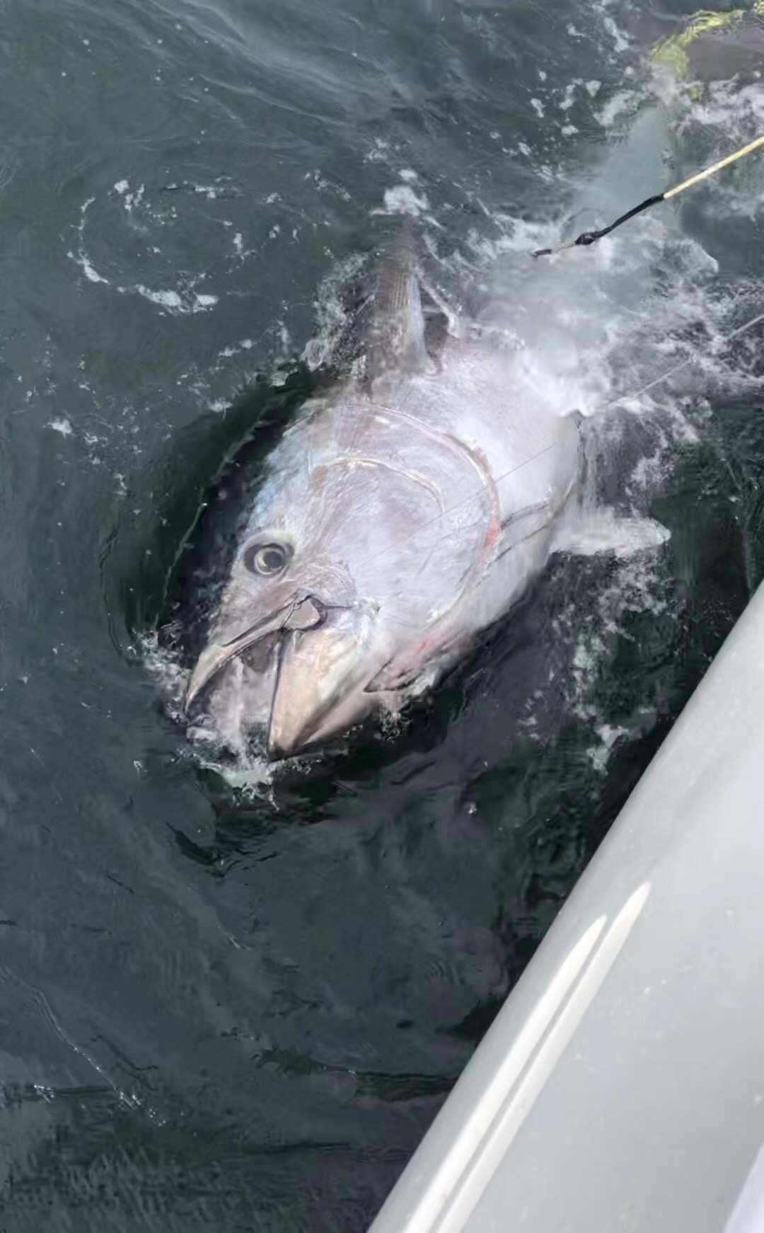 trolling Lure (9 inch) 8pcs Package Fishing trolling Lure Offshore Big Game trolling Lure for Marlin Tuna Mahi Wahoo customer photo 1