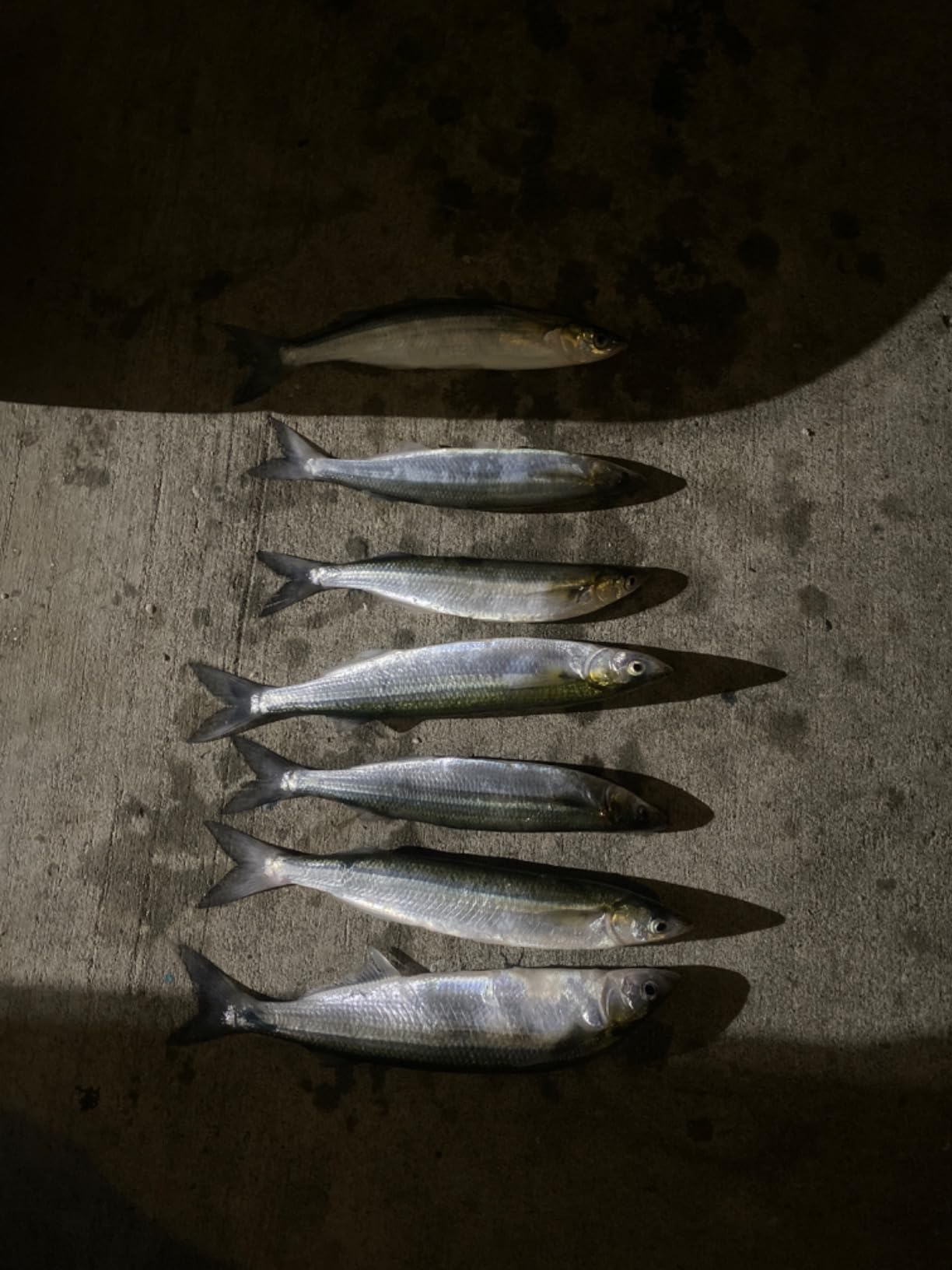 Fishing Bait Rigs Set 15 Packs String Hooks Glow Lure Rig Saltwater Surf Fishing Rigs with Real Fish Skin, Sharp Hooks Swivels for Mackeral Herring Baitfish customer photo 2