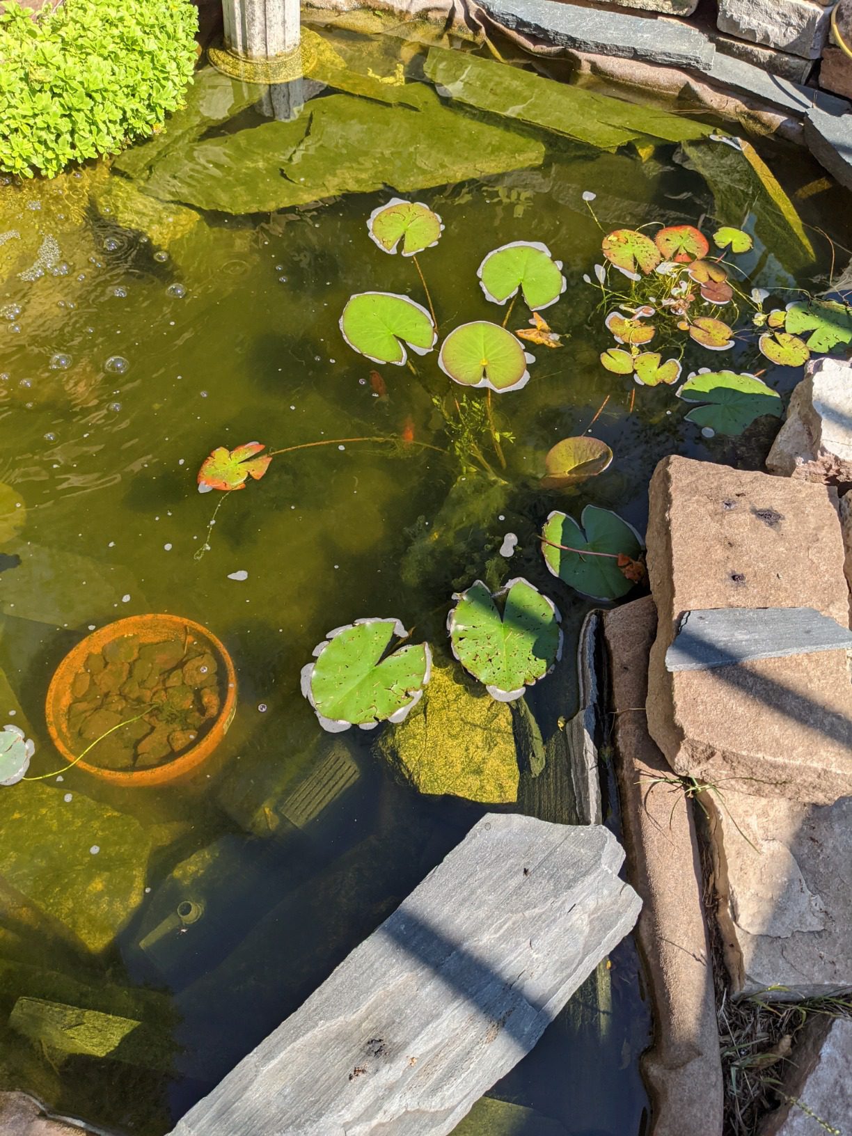 3 Hornwort Bunch Plants for Ponds or Aquariums customer photo 1